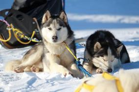 Mushing